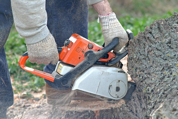 How Our Tree Care Process Works  in  St Bonifacius, MN