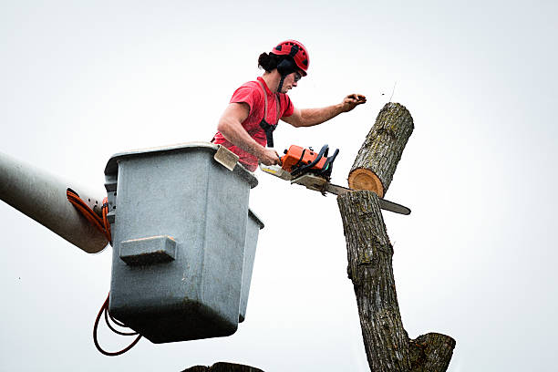 Professional Tree Care in St Bonifacius, MN